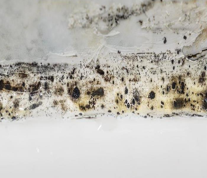 Fungus and mold in the bathroom.