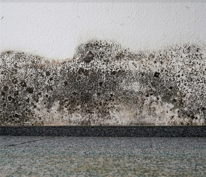 mold growing on a wall near the floor